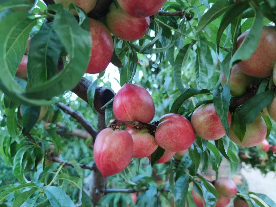 四川宜宾姑娘嫁内蒙古,四川宜宾女子出嫁