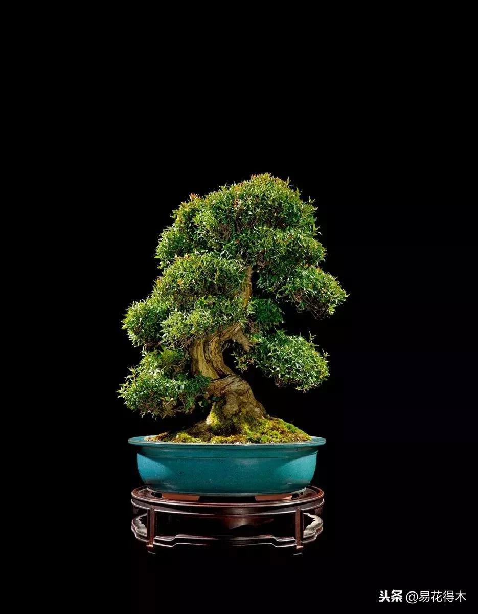 络石盆景的鉴赏与栽培养护