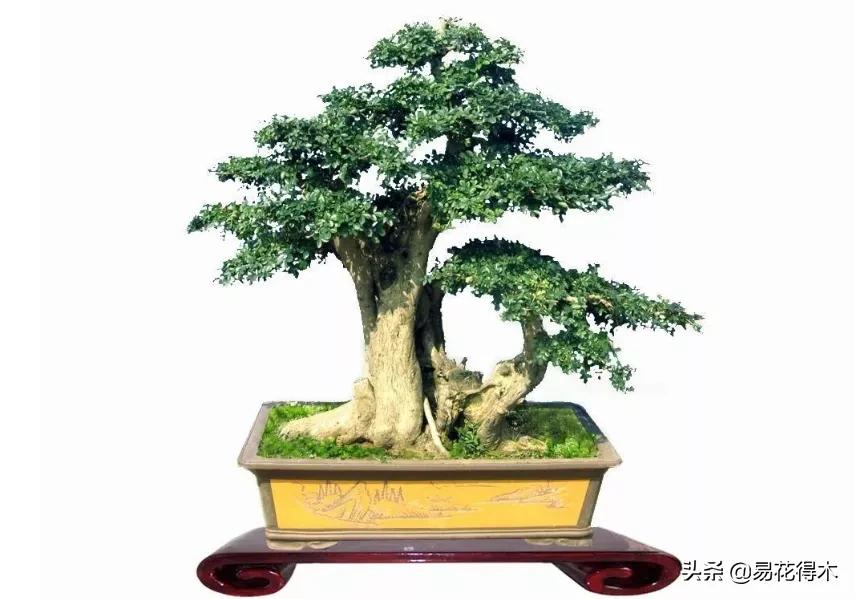 盆景制作技法与鉴赏教案,盆景制作与欣赏文章