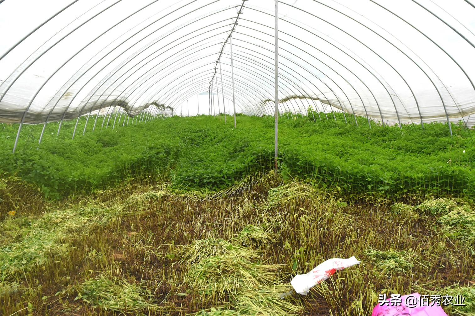 种植薄荷一亩地能赚多少钱,薄荷种植技术及亩收益