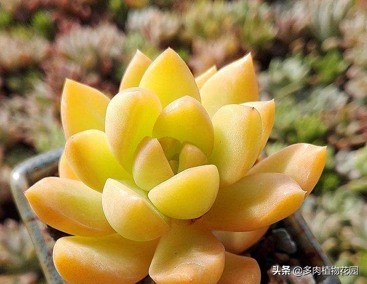 春天到了兰花怎么养,黄丽多肉的养殖方法