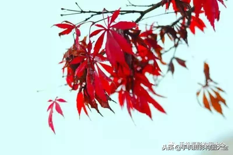 手机摄影怎么拍出好看的景色,手机如何拍出低调的摄影照片