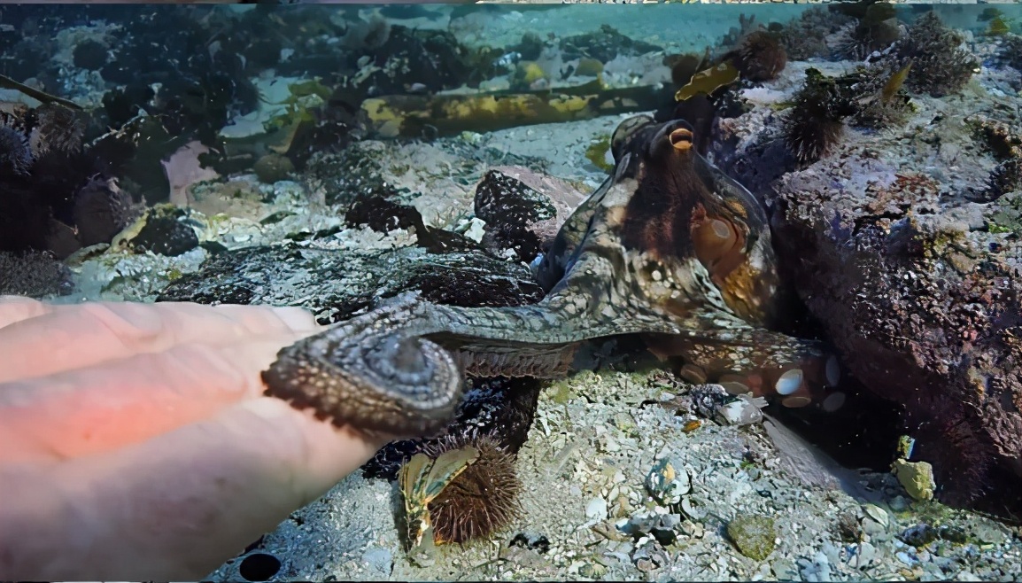 日本关于生死的书,日本动物的生死书