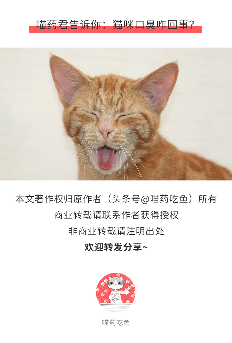 猫咪口臭的解决方法在家,猫咪口臭的原因及治疗
