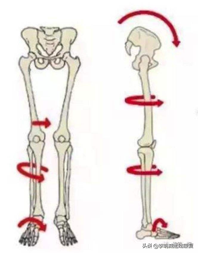 怎样瘦小腿训练,瘦小腿内侧腓肠肌练习