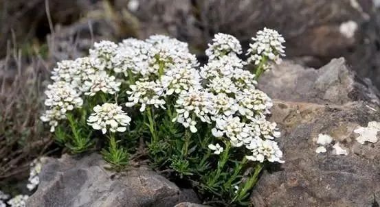 岩石花园景区,岩石园常用花卉