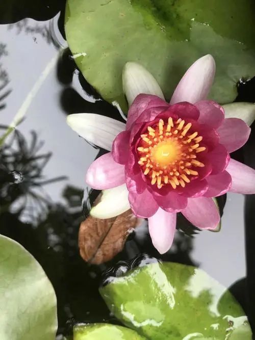 池塘种植水生植物技巧,1.5米深水池塘里睡莲的种植方法