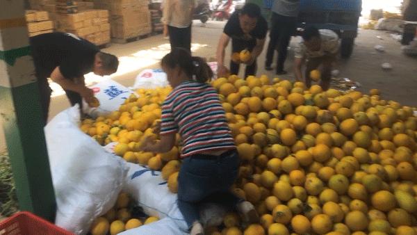 30万斤黄金蜜瓜卖不动！这甜蜜的烦恼，让散户果农们苦不堪言