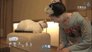 大家都在争抢猫爪杯？吸猫的最高境界，带着摄影机“猫步走天下”