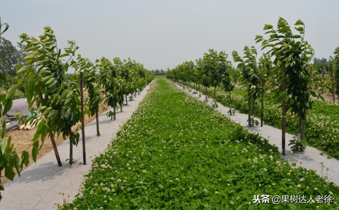 樱桃树如何正确种植,樱桃好吃树难栽真的就这么难么