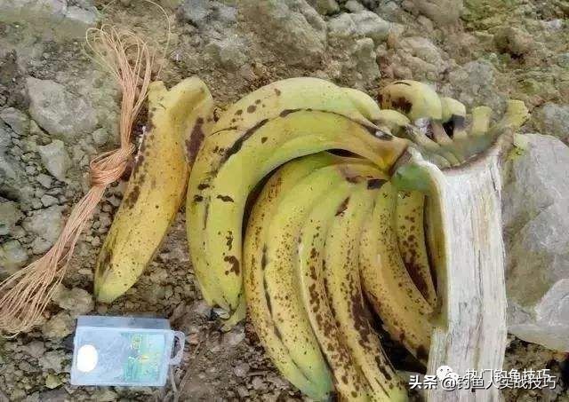 简简单单吃一条鱼,简简单单一根鱼竿就可以钓鱼