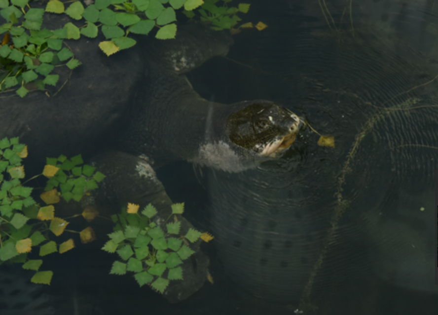 斑鳖这种动物已经灭绝了吗,中国唯一一只斑鳖死亡