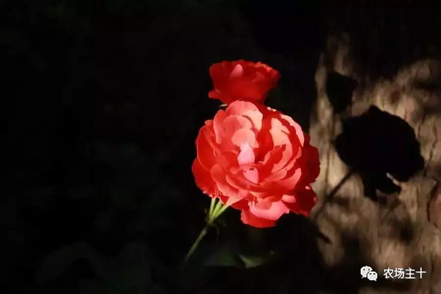 大龄休闲农庄有哪些,做休闲农庄必须考虑的几个问题