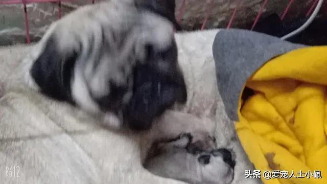 狗狗缺钙的表现怎么治疗,怎么看狗狗缺钙不缺钙