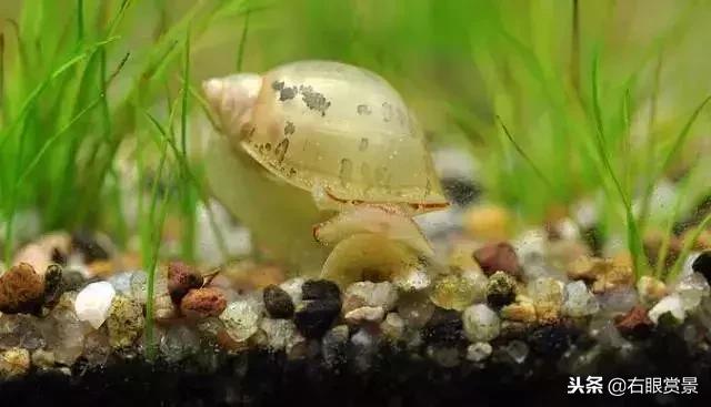 那些年让你防不胜防的草缸偷渡客