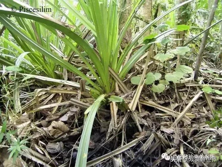 寻找黑暗世界的女神──帕斯风斗鱼