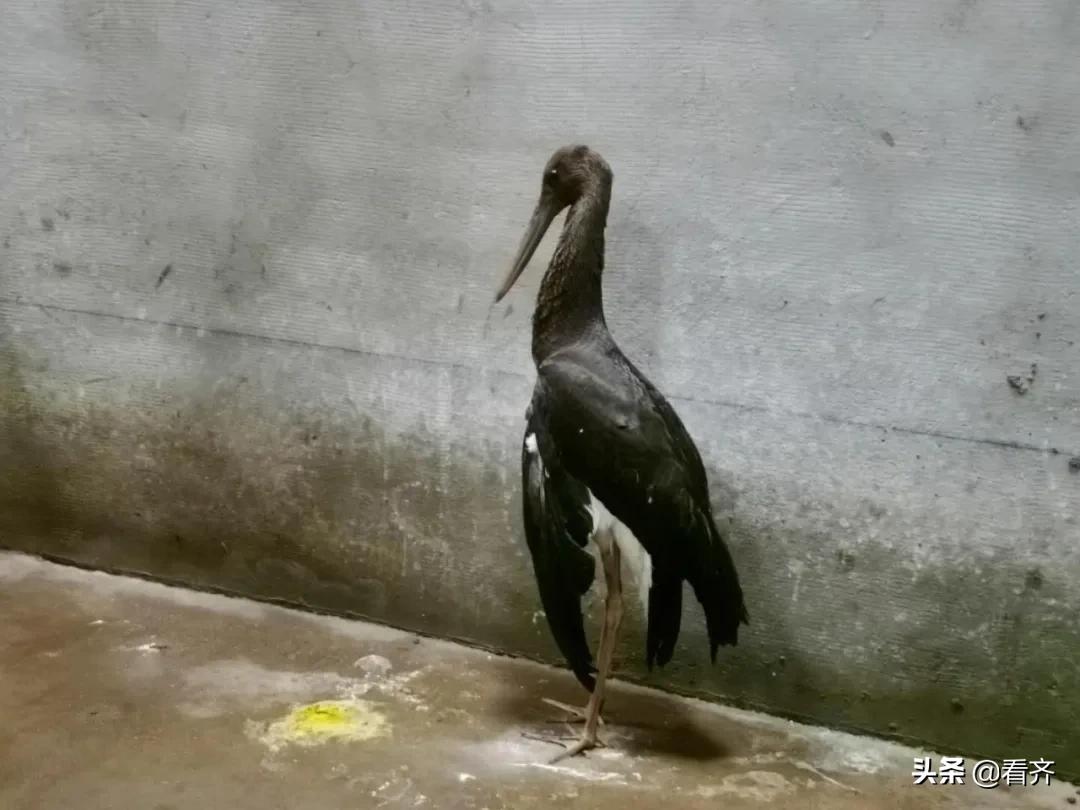 跨国迁徙!“大鸟”意外受伤,却遇上鹤城恩人