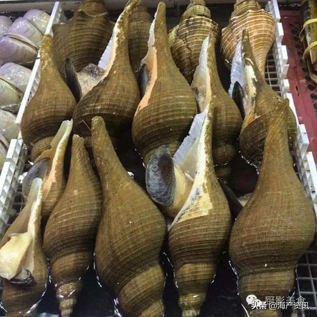 这些外形奇葩而味道超级赞的海鲜,广东十大硬核海鲜品种