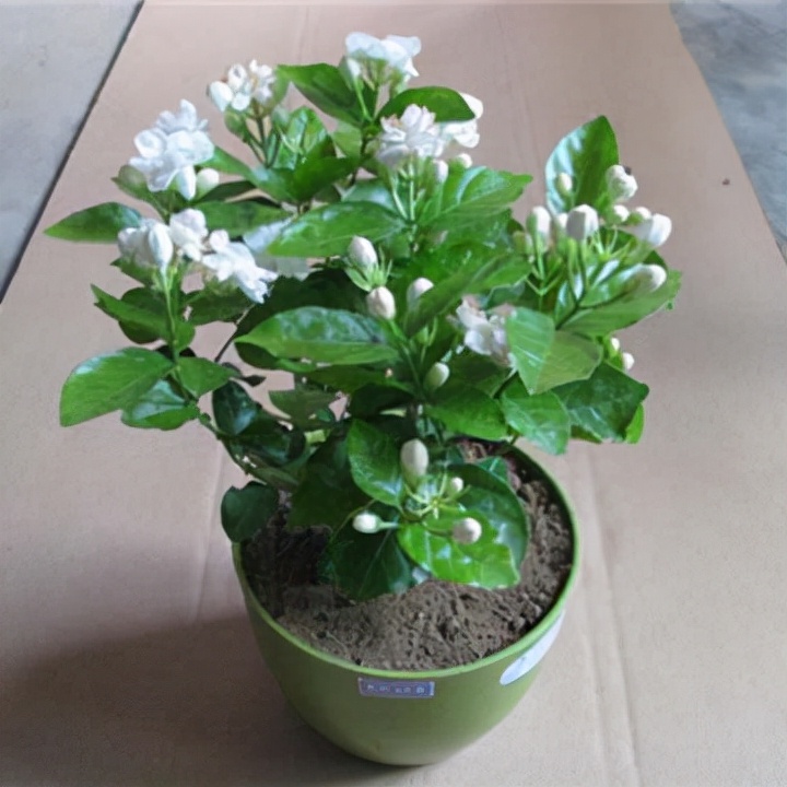 适合吸甲醛的盆栽花有哪些,吸甲醛最好的10种无毒花