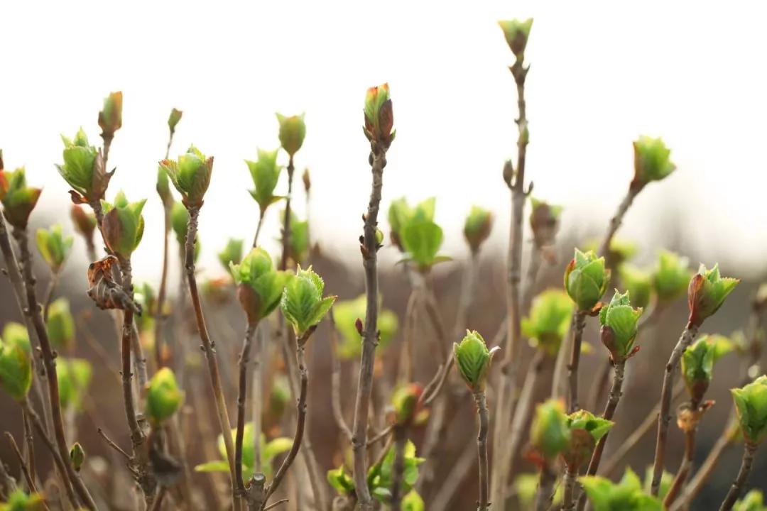 建一座完全不打药的生态花园,所有生命在这里和谐共处,值得收藏
