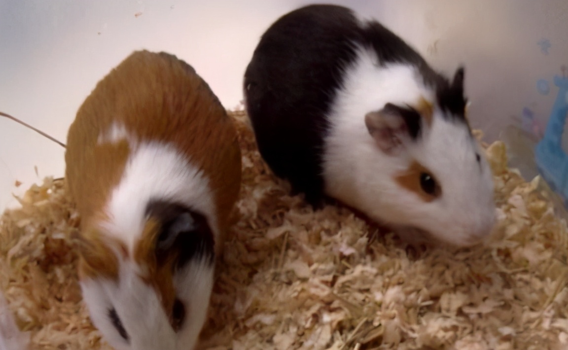 想不想养只猫,荷兰猪宠物怎么养