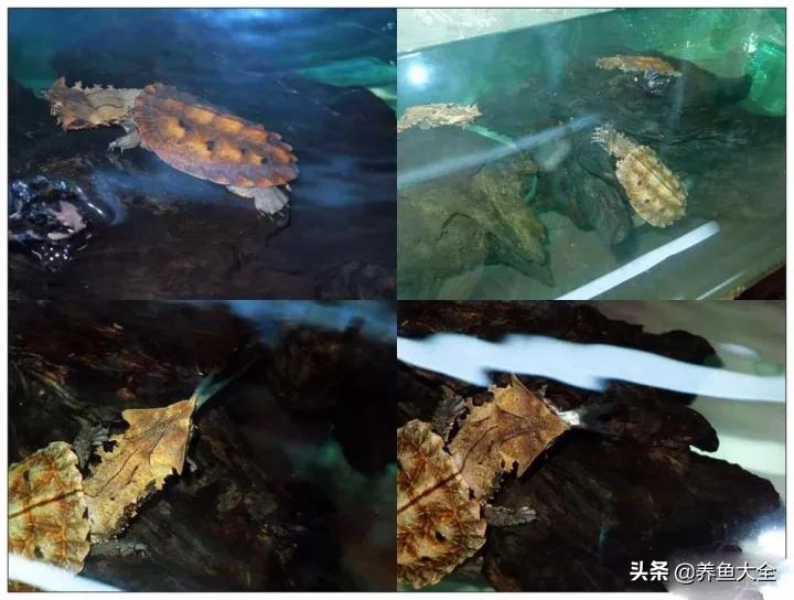 用烟灰缸砸小三,有人用烟灰缸砸老婆