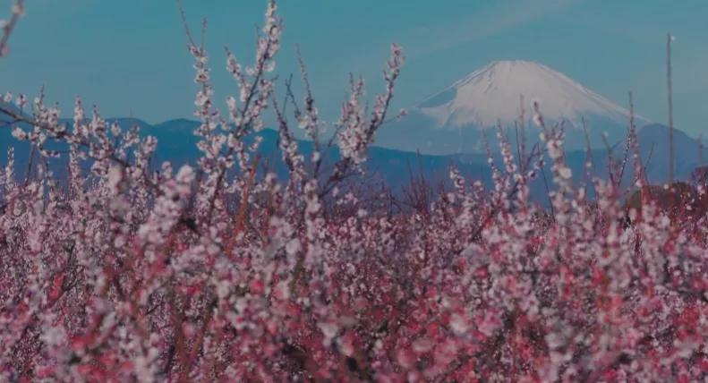 “生而为人，我很抱歉”，太宰治的一生，乃至今日，仍颇受争议