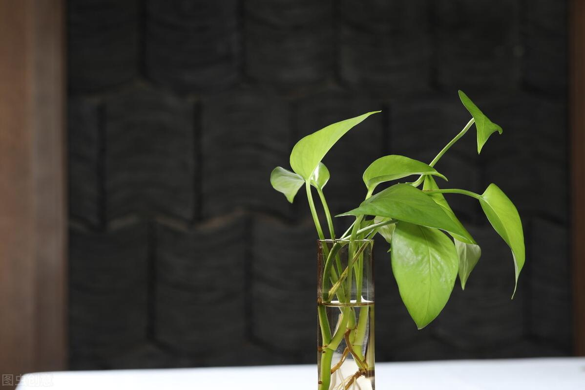 绿萝怎么水培养能快速爆盆,水培绿萝与盆栽绿萝有什么区别