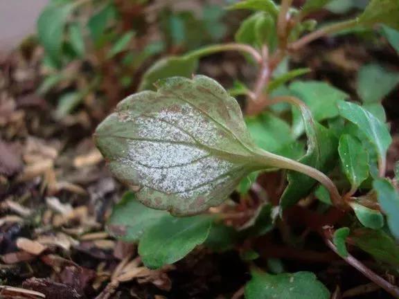 室内养花为什么枯萎,盆栽植物有白粉病怎么办