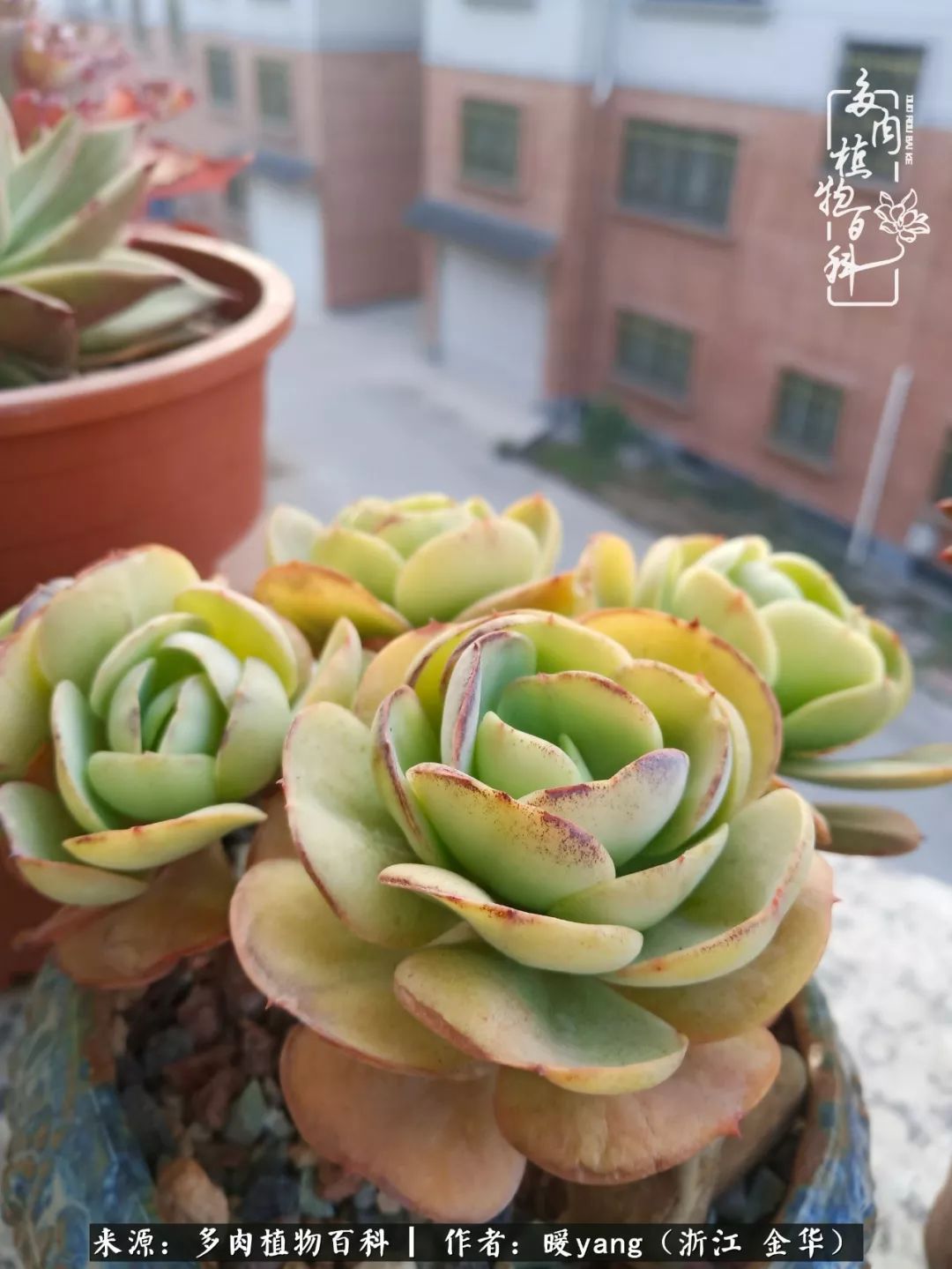 养多肉是业余的纯粹是爱好,每晚7点教您快速入门养多肉