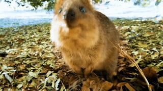 为什么我们会微笑？10个关于微笑袋鼠的萌萌秘密