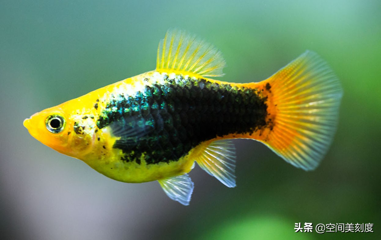 易养的热带观赏鱼有哪些,好养耐活的热带观赏鱼都有哪些