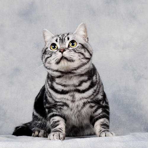 美式美短猫,高颜值的美短猫