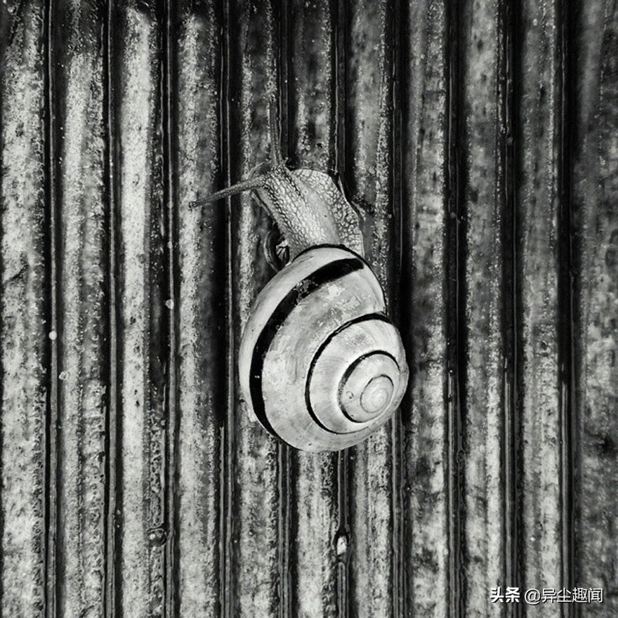 最漂亮的蜗牛图片,100幅蜗牛图片