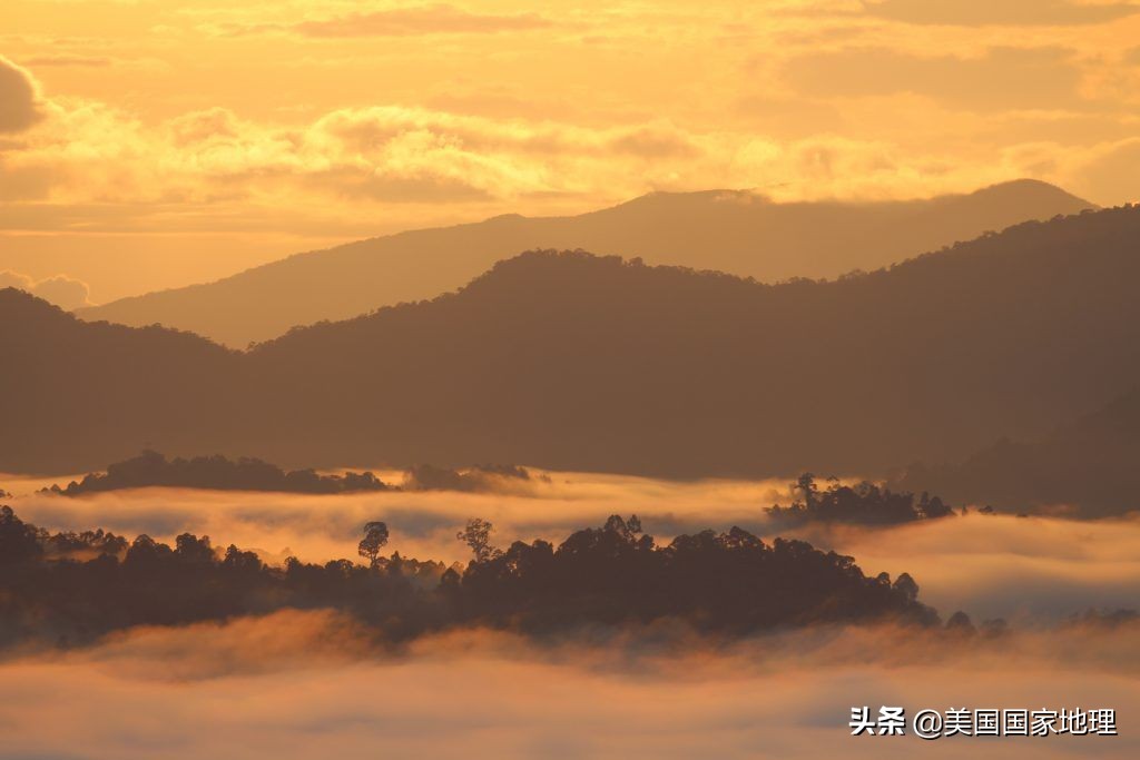 为什么红毛猩猩的脸有的大有的小,红毛猩猩为什么长得不一样