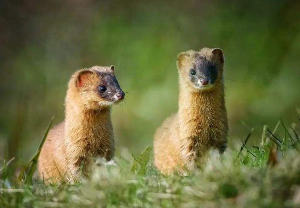 为什么讲黄鼠狼不能杀,为啥老一辈说黄鼠狼不能杀视频