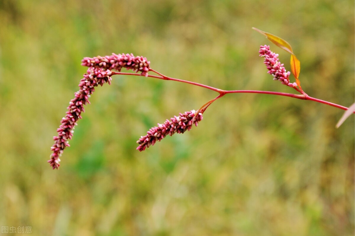 辣蓼草配方,正宗辣蓼草
