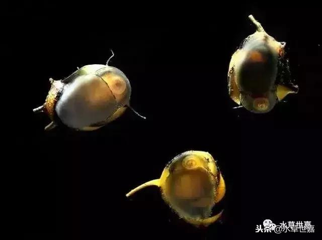 草缸常见10种藻类的解决方法,草缸藻类生物防治方法