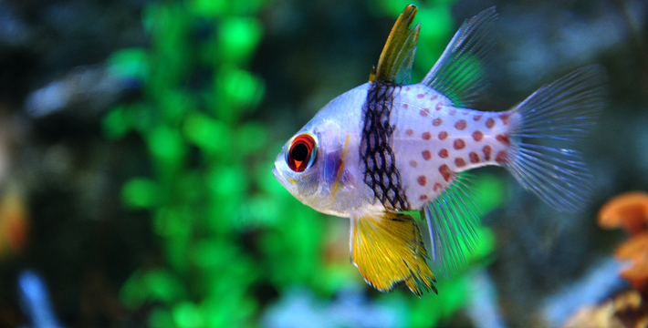 北京富国洋海底世界图片,北京富国海底世界攻略