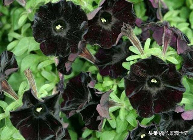 全世界就这几种黑色花都齐了,任意选栽一盆都会让你赚足眼球