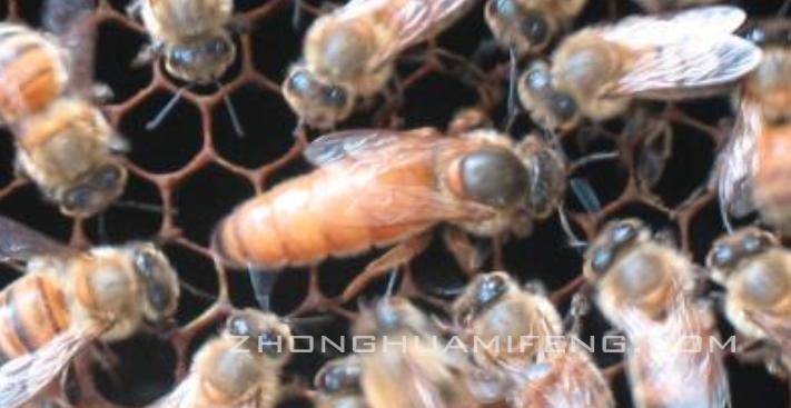 蜜蜂养殖技术培训高级教程,蜜蜂养殖技术视频取蜂蜜