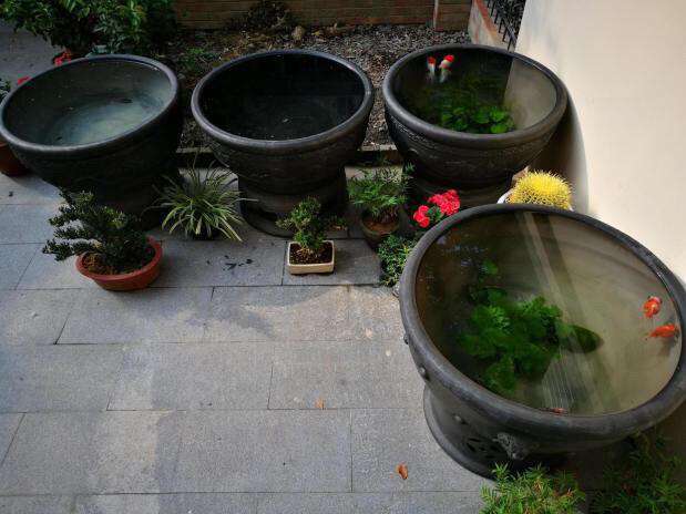 适合花鱼共养的水培植物,什么水培花卉可以和鱼一起养的