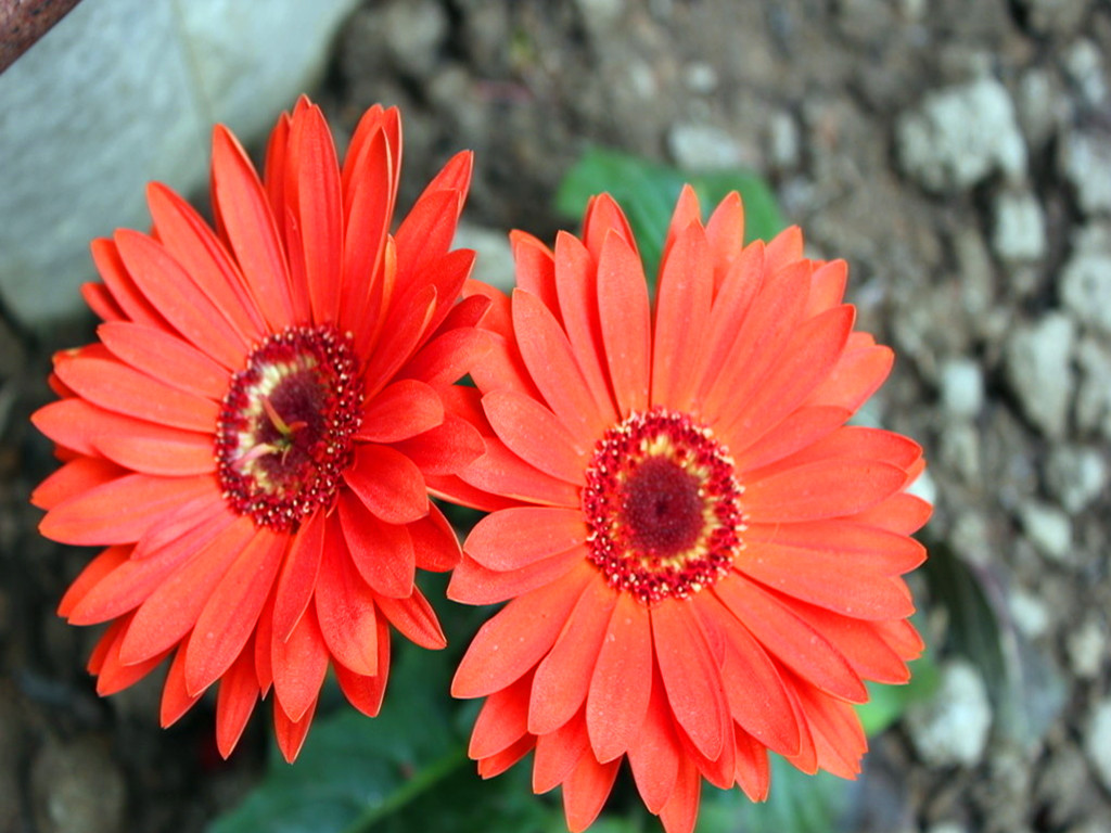 非洲菊烂根.红蜘蛛等病虫害，能治，但最好从预防抓起