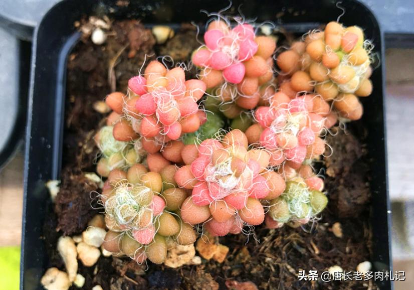 多肉茶笠盆景的养护,多肉彩色茶笠喜欢阳光吗