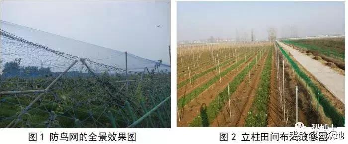 梨园防鸟网搭建最佳办法,怎样铺防鸟网