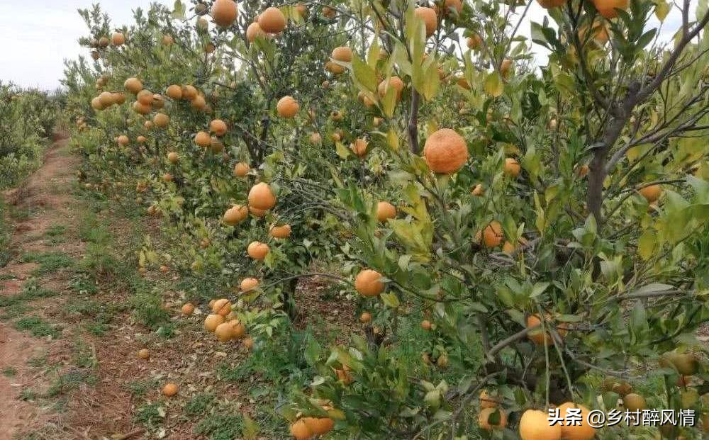 泰国红黑胶囊能治黄龙病吗,黑红胶囊可以治黄龙病吗