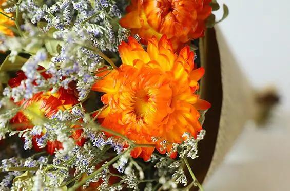 满天星永生花和干花区别,永生花和干花区别简单易懂