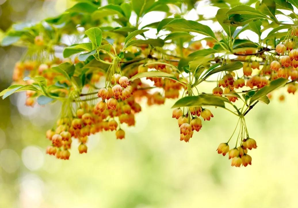 花艺必备|盘点那些超受欢迎的日本进口花材