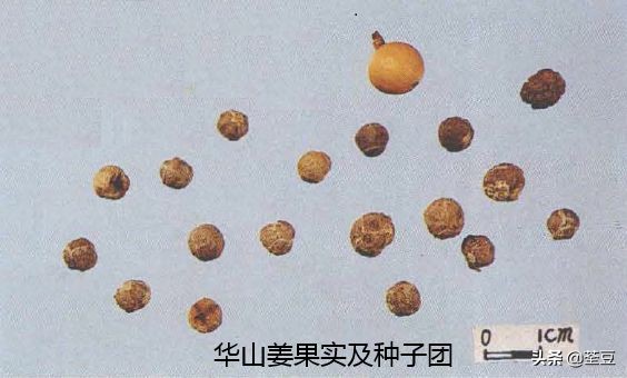 砂仁的好与坏的识别,如何辨别砂仁的真假