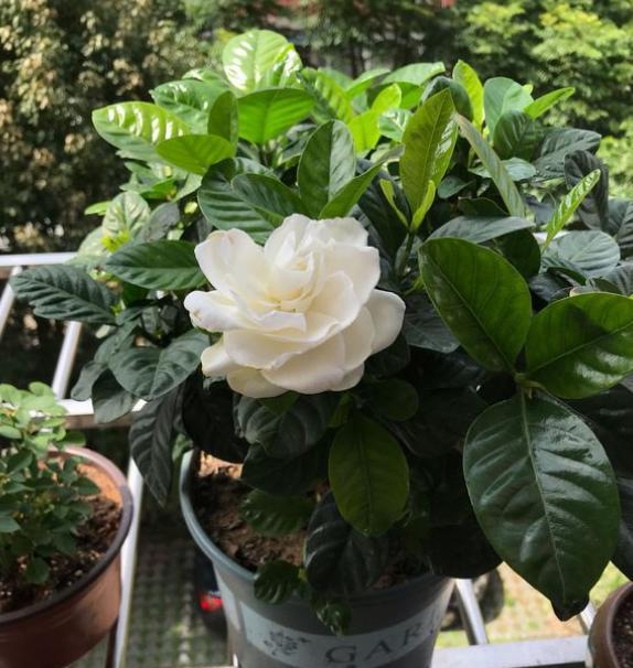 如何判断栀子花黄叶是什么原因,栀子花花苞黄叶的原因及处理方法